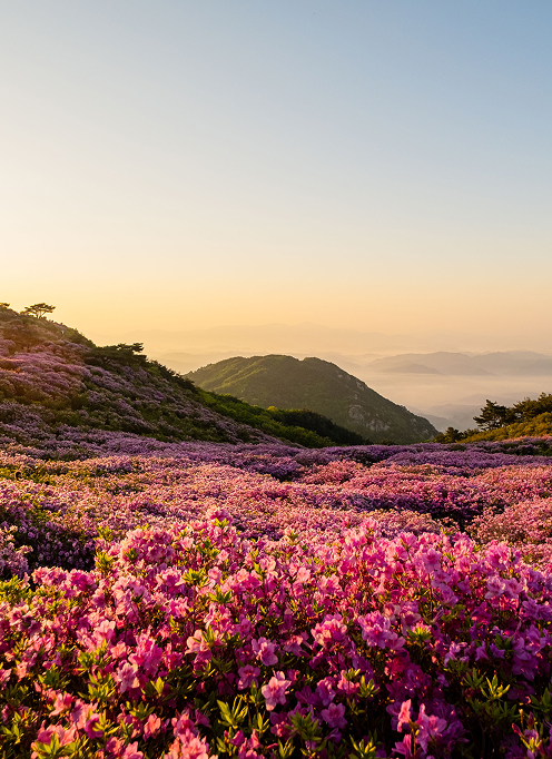 Es primavera todo el año. Los pétalos bailan al compás del viento y aromas dulces inundan el ambiente, llevando el optimismo y la energía primaveral al interior.