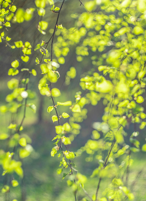 De un tono verde hoja medio, se inspira en la vegetación natural y transmite la calma de los bosques y el ritmo pausado del crecimiento.